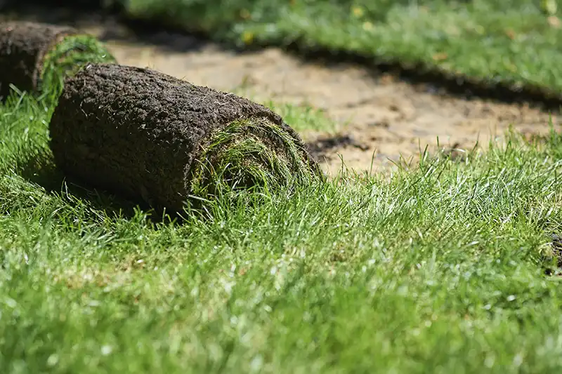 How Long After Installing Sod Can You Walk On It in Beaumont TX